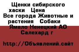 Щенки сибирского хаски › Цена ­ 12 000 - Все города Животные и растения » Собаки   . Ямало-Ненецкий АО,Салехард г.